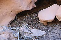 packrat middens